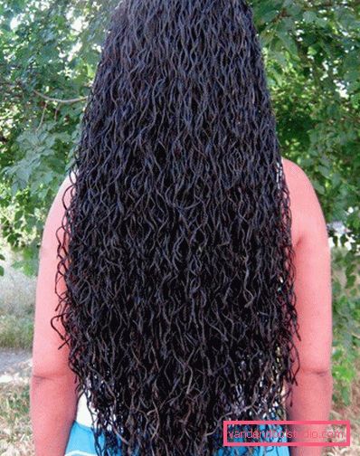 Pigtail zizy species