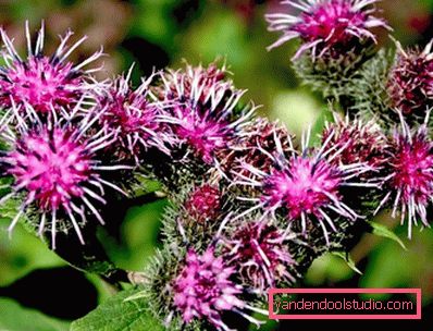 Burdock maska za gubitak kose