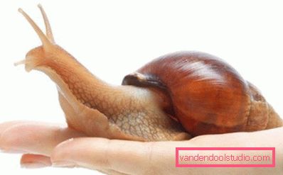 Achatina u ruci Achatina u ruci