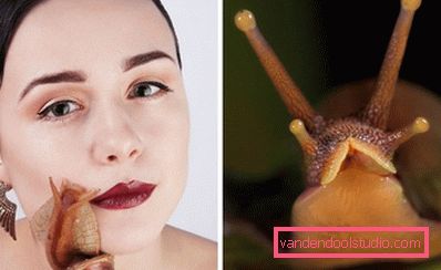 Achatina rejuvenation
