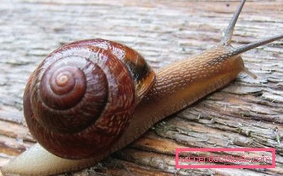 beautiful snail