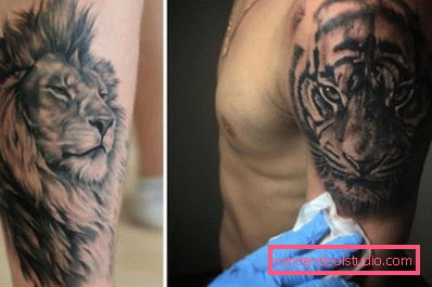 lav i tigar lav i tigar