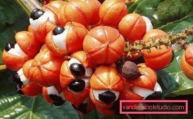 Amazonian Guarana